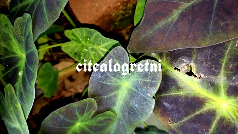 citcalagretni onlyfans leaked picture 1