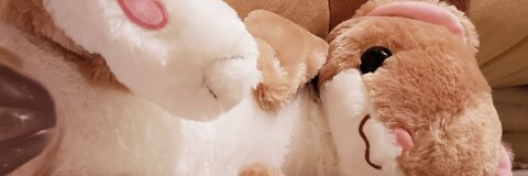 plush_shibe onlyfans leaked picture 2
